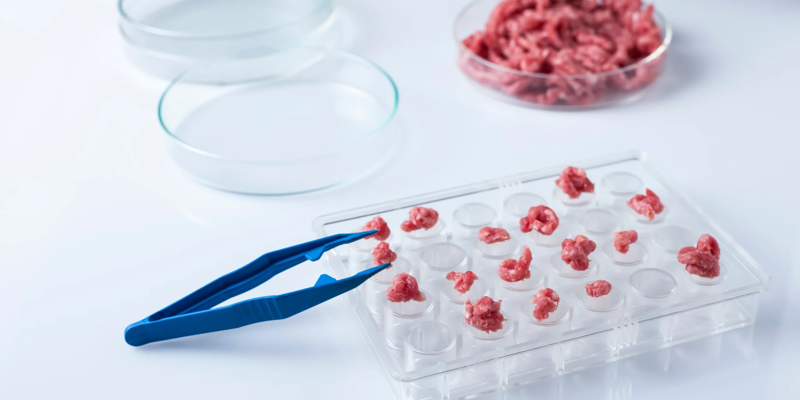 Cultivated meat sample in a lab setting